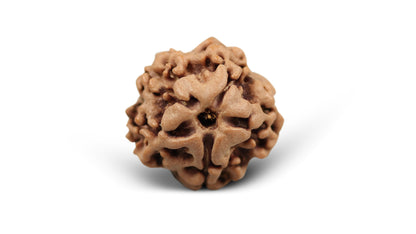 1 MUKHI RUDRAKSHA (18.60 mm)