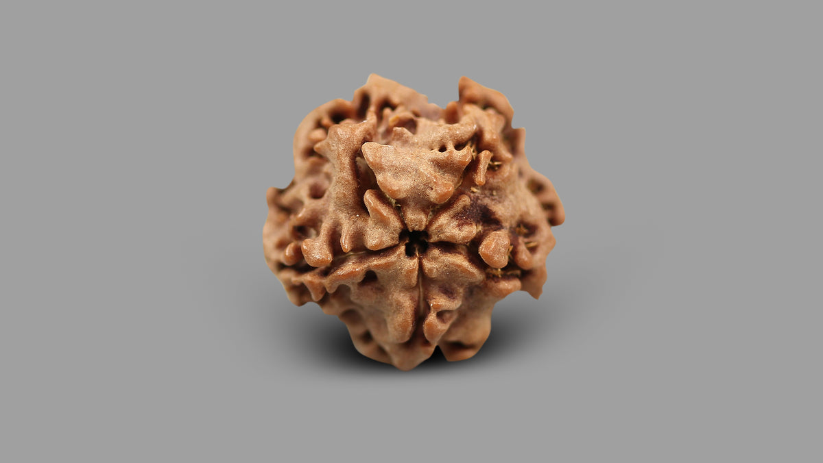 1 MUKHI RUDRAKSHA (19.15 mm)
