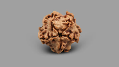 1 MUKHI RUDRAKSHA (19.15 mm)
