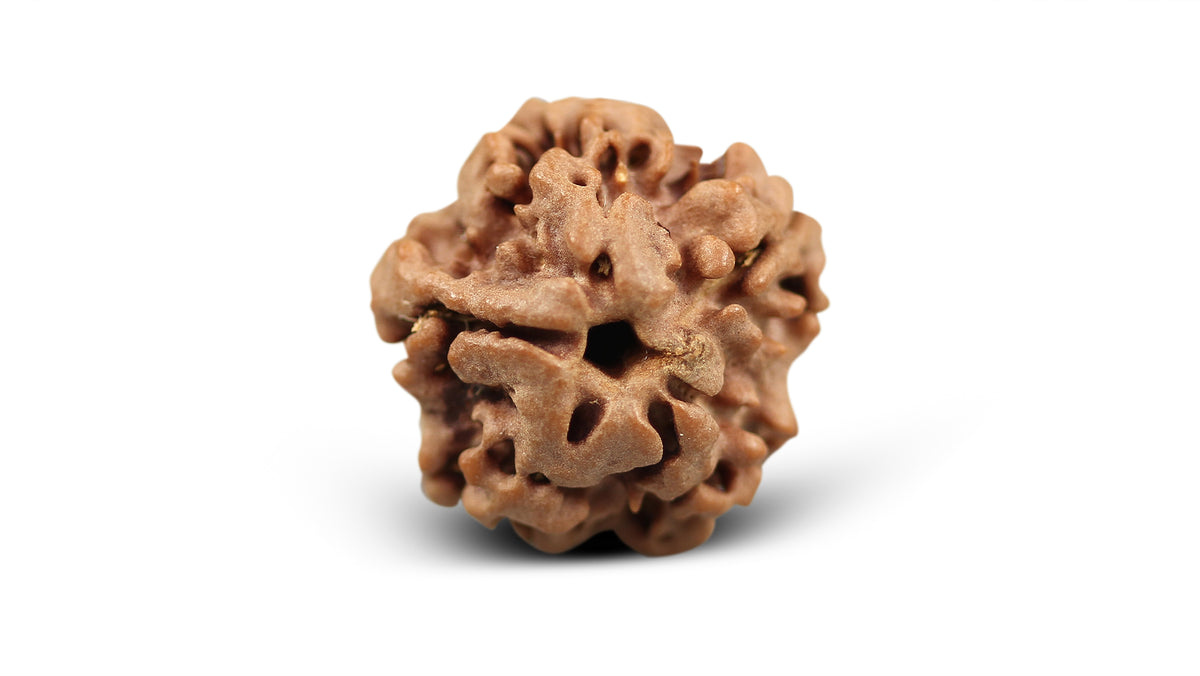 1 MUKHI RUDRAKSHA (19.15 mm)