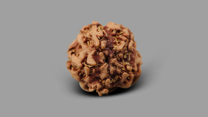 1 MUKHI RUDRAKSHA (17.02 mm)