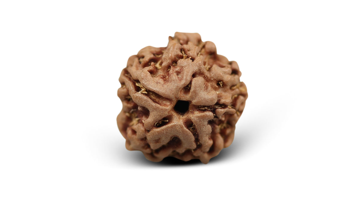 1 MUKHI RUDRAKSHA (17.02 mm)