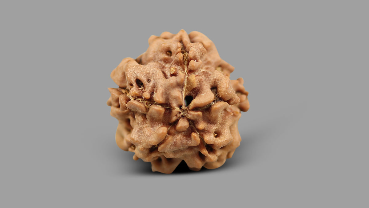 1 MUKHI RUDRAKSHA (18.30 mm)