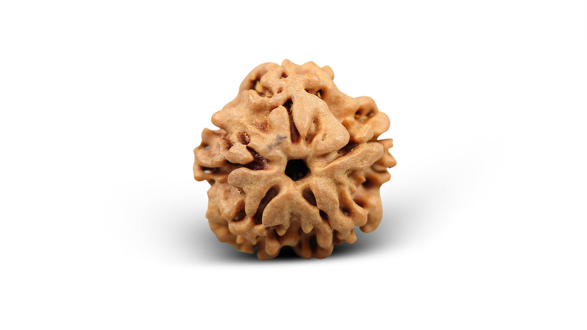 1 MUKHI RUDRAKSHA (18.30 mm)