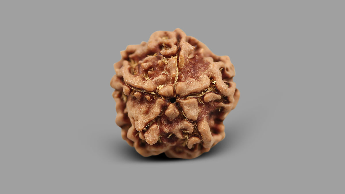 1 MUKHI RUDRAKSHA (18.77 mm)