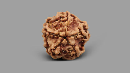 1 MUKHI RUDRAKSHA (18.77 mm)