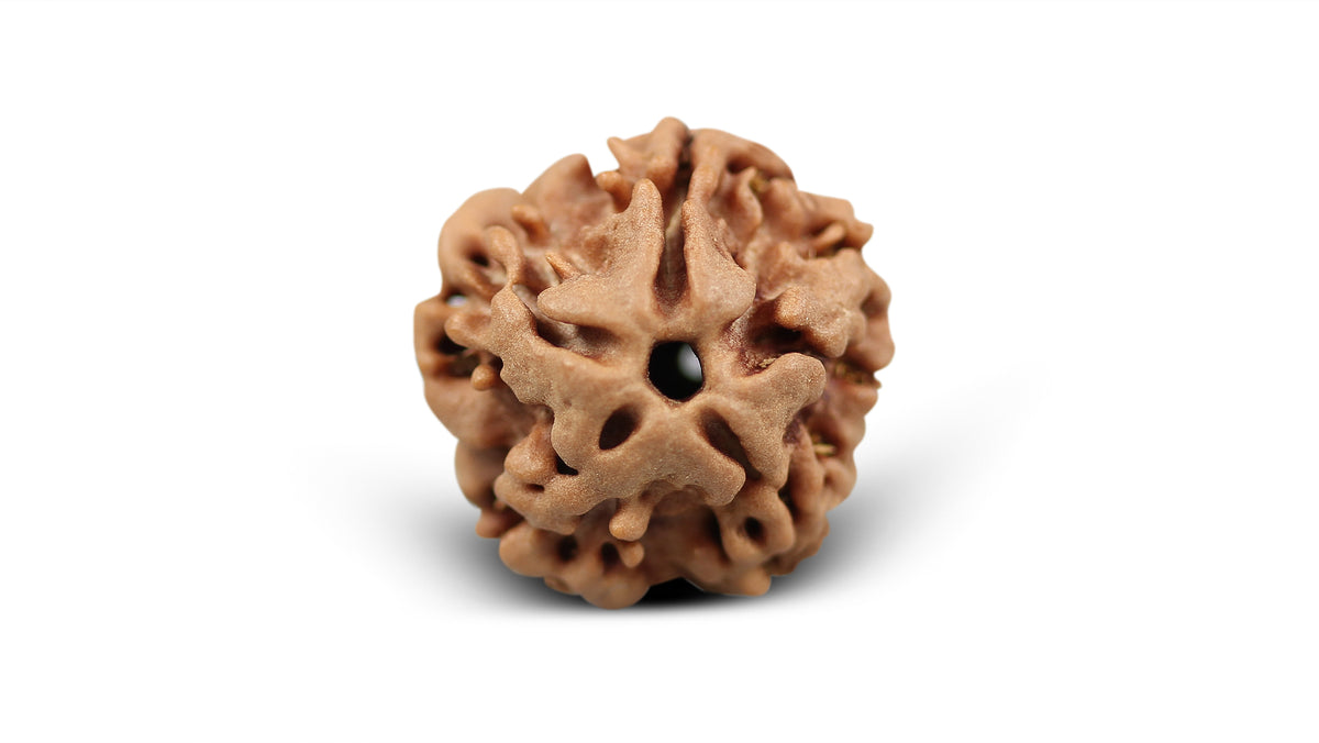 1 MUKHI RUDRAKSHA (18.77 mm)