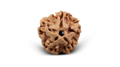 1 MUKHI RUDRAKSHA (18.77 mm)