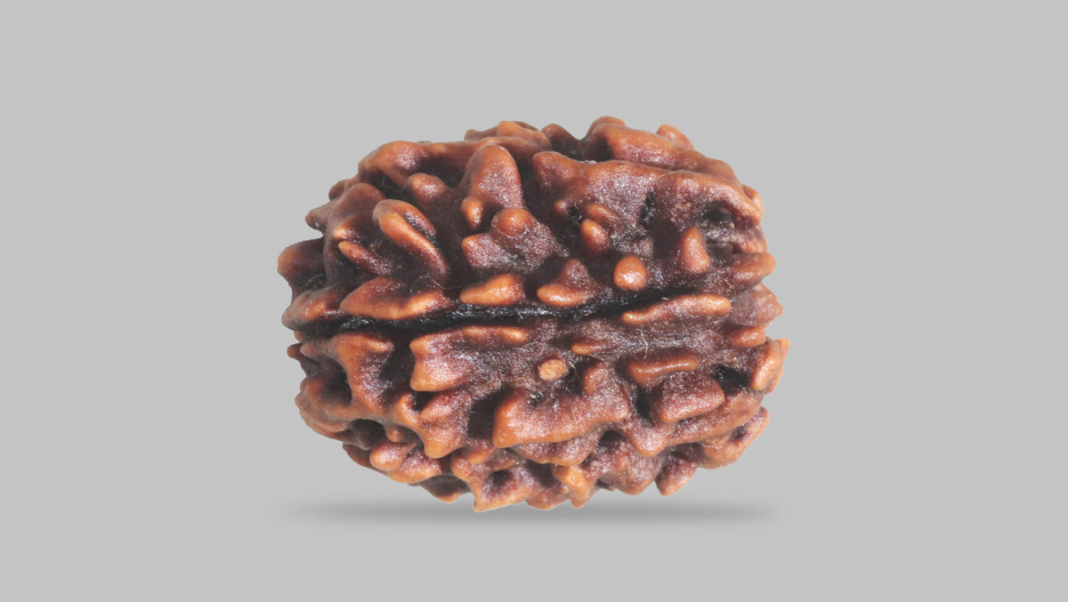3 MUKHI RUDRAKSHA (23.52 mm) / 24.6 Ratti