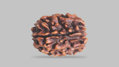 3 MUKHI RUDRAKSHA (23.52 mm) / 24.6 Ratti