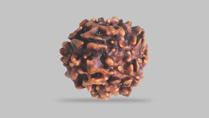 3 MUKHI RUDRAKSHA (23.52 mm) / 24.6 Ratti