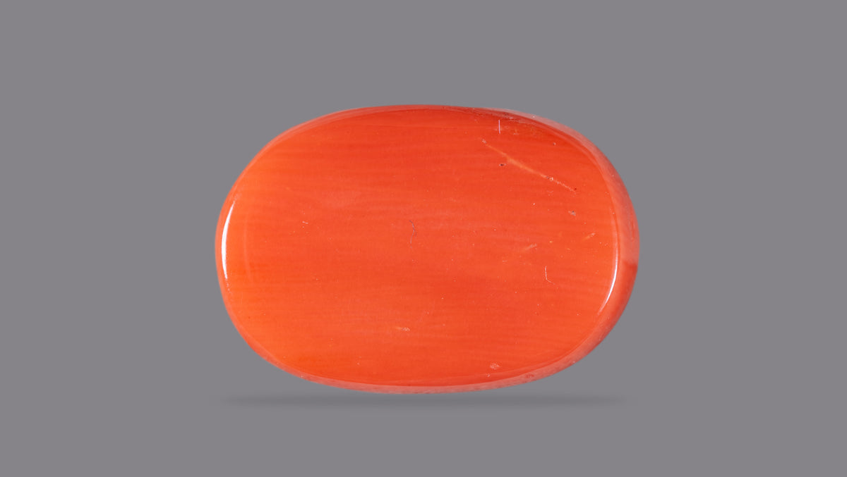 Italian Red Coral 15.43 Carats / 16.96 Ratti
