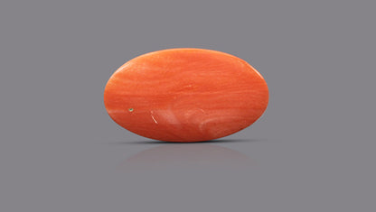 Japanese Red Coral 10.53 Carats / 11.57 Ratti