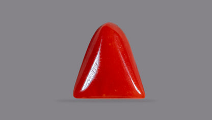 Italian Red Coral 6.45 Carats / 7.09 Ratti