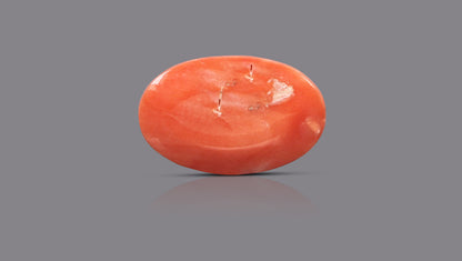 Japanese Red Coral 6.08 Carats / 6.68 Ratti