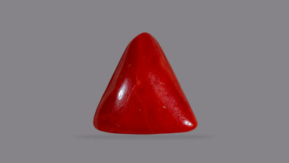 Japanese Red Coral 13.48 Carats / 16.24 Ratti