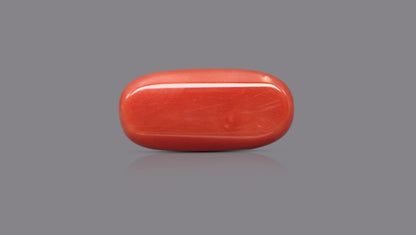 Italian Red Coral 15.82 Carats / 17.38 Ratti