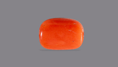 Italian Red Coral 5.90 Carats / 6.48 Ratti
