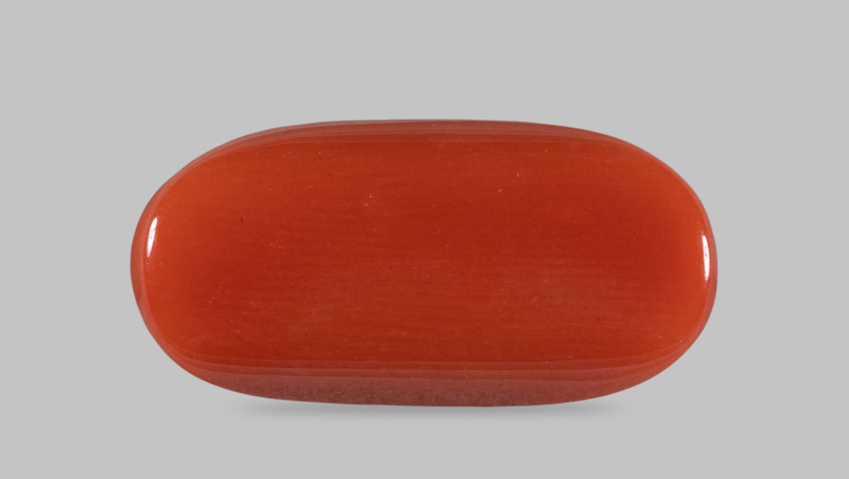 Italian Red Coral 11.66 Carats / 12.81 Ratti