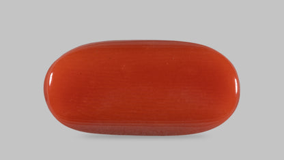 Italian Red Coral 11.66 Carats / 12.81 Ratti