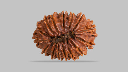 15 MUKHI RUDRAKSHA ( 26.26 mm )