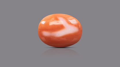 Japanese Red Coral 16.14 Carats / 17.74 Ratti
