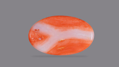 Japanese Red Coral 12.18 Carats / 13.38 Ratti