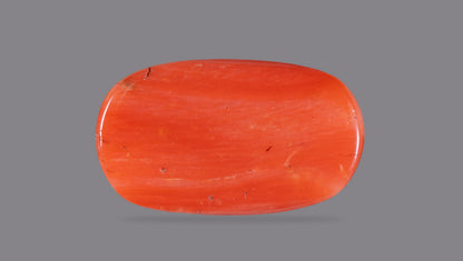 Italian Red Coral 12.60 Carats / 13.85 Ratti