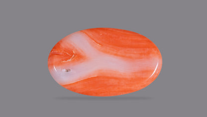 Japanese Red Coral 12.11 Carats / 13.31 Ratti