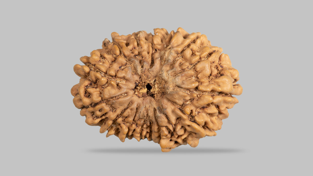 16 MUKHI RUDRAKSHA (31.35 mm)