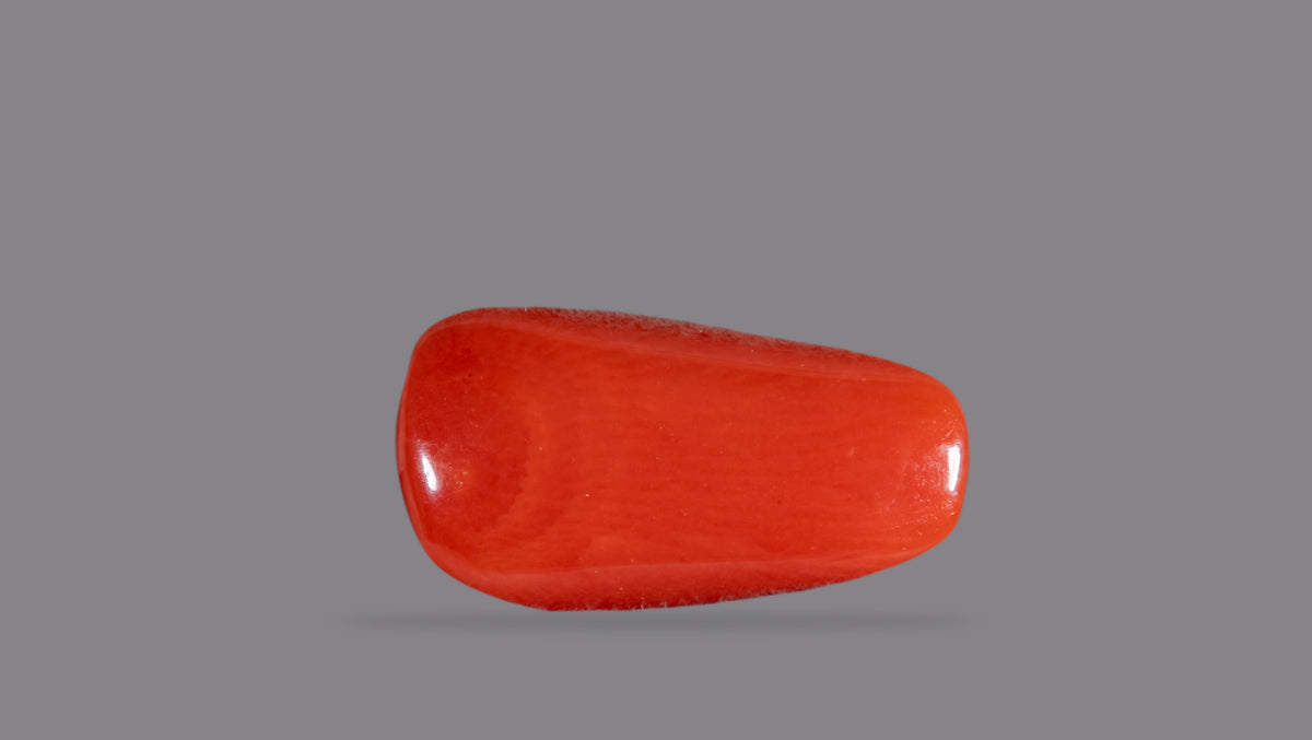 Italian Red Coral 7.05 Carats / 7.75 Ratti