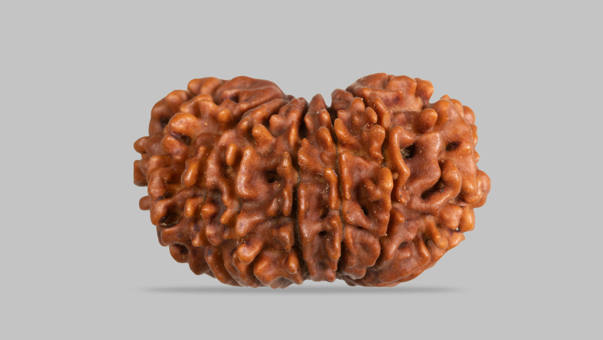 15 MUKHI RUDRAKSHA ( 26.26 mm )