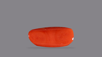 Italian Red Coral 6.75 Carats / 7.42 Ratti