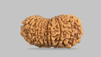 16 MUKHI RUDRAKSHA (31.35 mm)