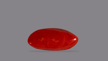 Japanese Red Coral 13.48 Carats / 16.24 Ratti
