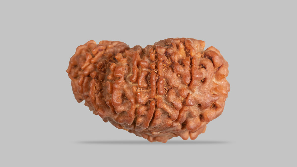15 MUKHI GAURI SHANKAR RUDRAKSHA ( 23.78 mm )