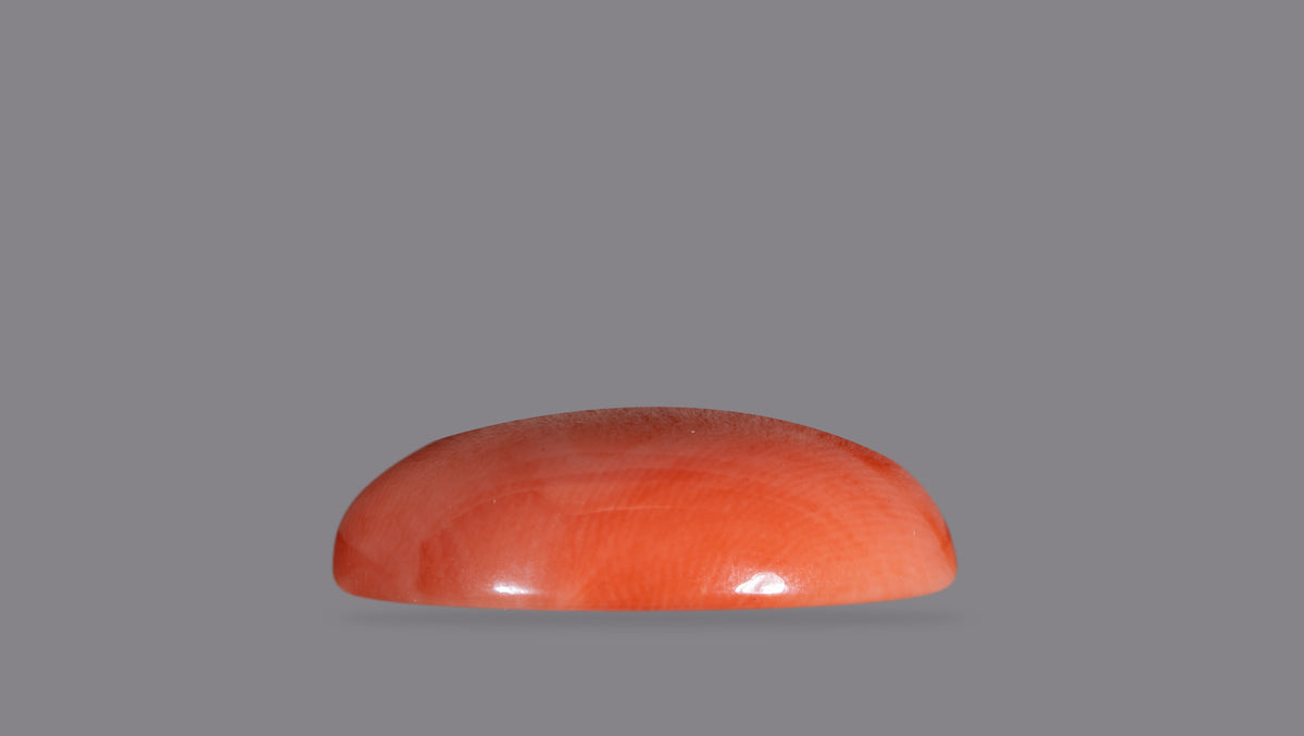 Japanese Red Coral 14.79 Carats / 16.25 Ratti