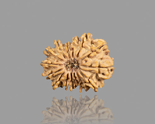 15 MUKHI RUDRAKSHA (25.15 mm)