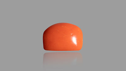 Italian Red Coral 14.29 Carats / 15.7 Ratti