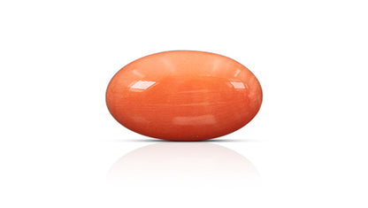 Japanese Red Coral 10.53 Carats / 11.57 Ratti