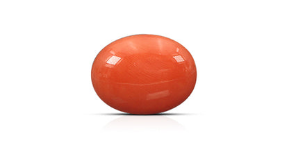Japanese Red Coral 18.41 Carats / 20.23 Ratti