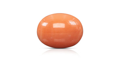 Japanese Red Coral 16.14 Carats / 17.74 Ratti