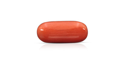 Italian Red Coral 9.16 Carats / 10.07 Ratti