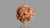 3 MUKHI RUDRAKSHA (15.85 mm)