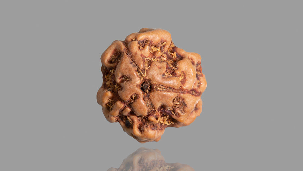 3 MUKHI RUDRAKSHA (15.85 mm)