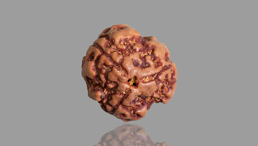 3 MUKHI RUDRAKSHA (17.95 mm) / 13.39 Ratti