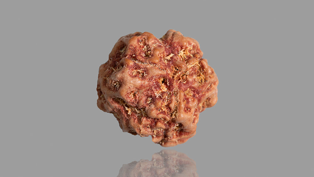 3 MUKHI RUDRAKSHA (17.53 mm)