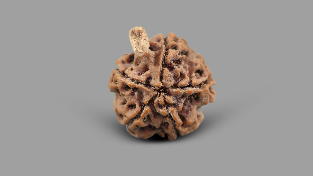 5 MUKHI GANESH RUDRAKSHA (24.62 mm)