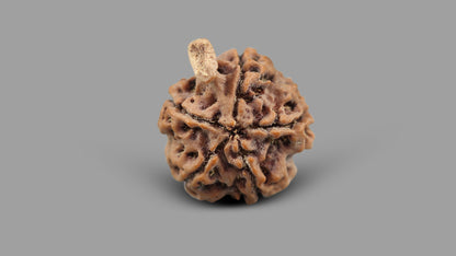 5 MUKHI GANESH RUDRAKSHA (24.62 mm)
