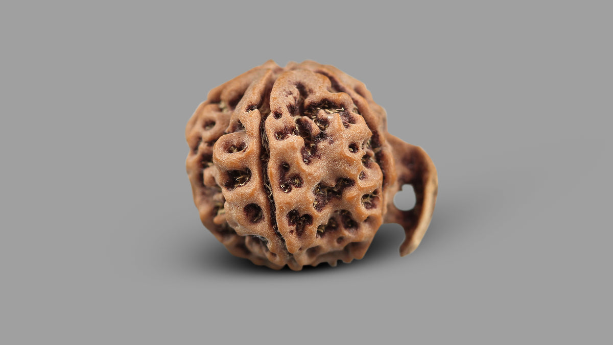 5 MUKHI GANESH RUDRAKSHA (24.62 mm)